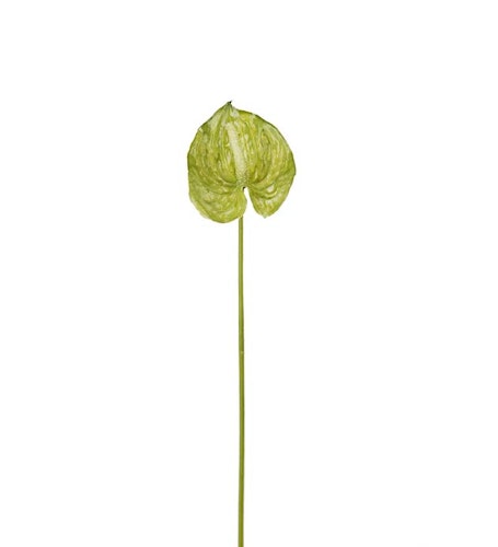 Anthurium 40cm