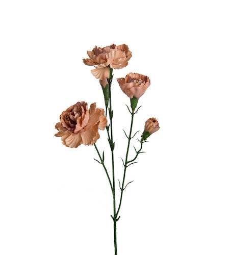 Nejlika 65cm