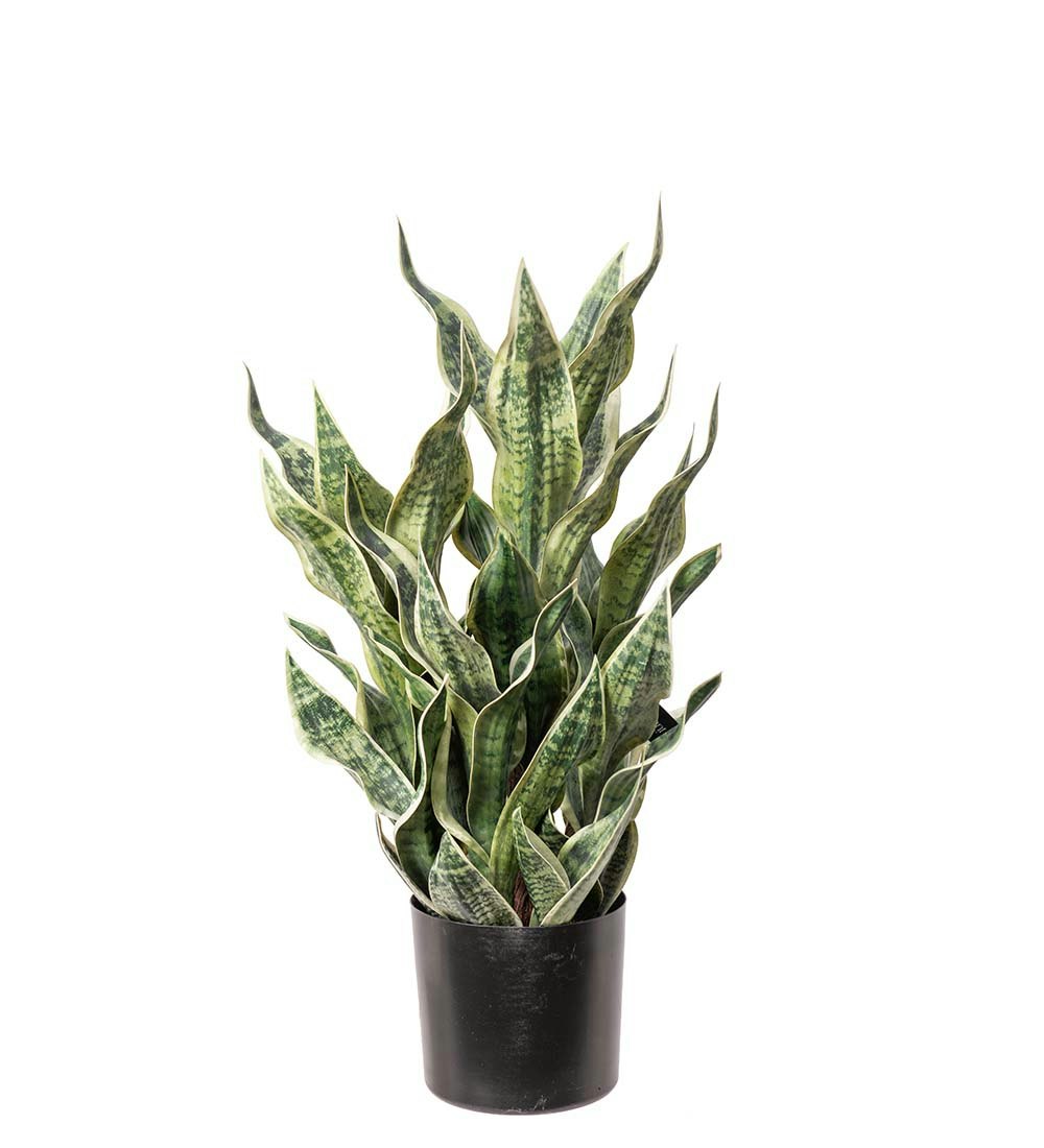 Sansiveria i kruka 80cm