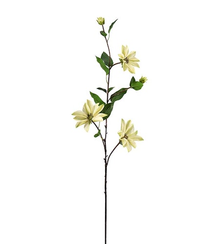 Clematis 90cm