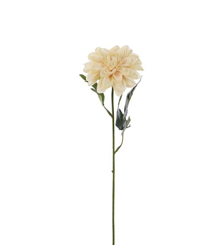 Zinnia Beige 45cm