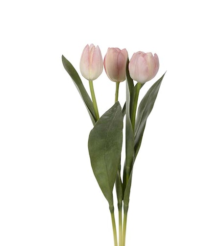 Rosa Tulpan 36cm