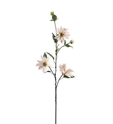 Clematis Rosa 90cm