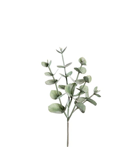 Eucalyptus 24cm
