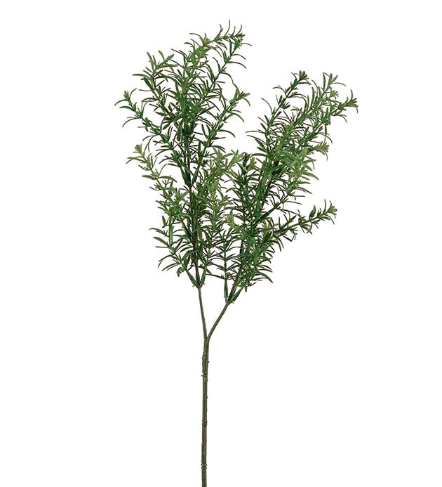 Rosmarin 65cm