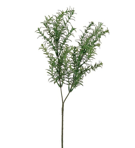 Rosmarin 65cm
