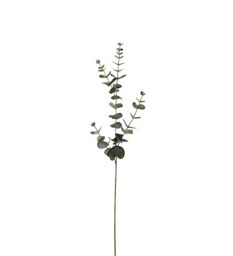 Eucalyptus 80cm