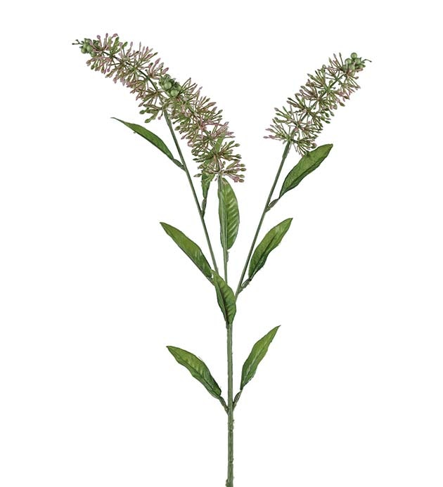 Astilbe 70cm Rosa