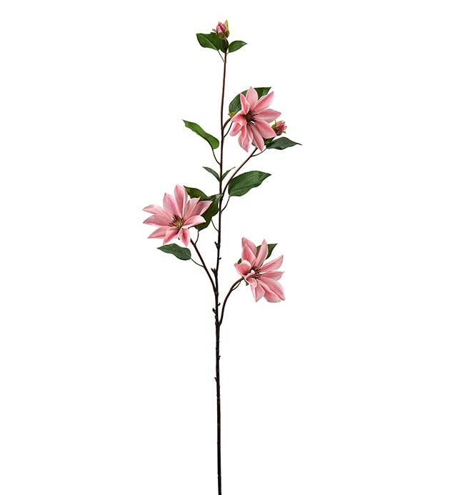 Clematis 90cm Mörkrosa
