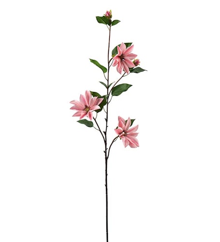 Clematis 90cm Mörkrosa