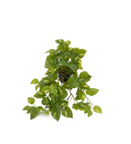 Gullranka 55cm