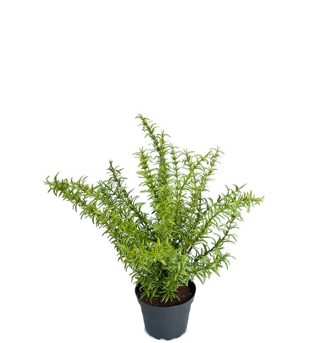 Rosmarin 35cm