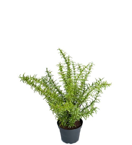 Rosmarin 35cm