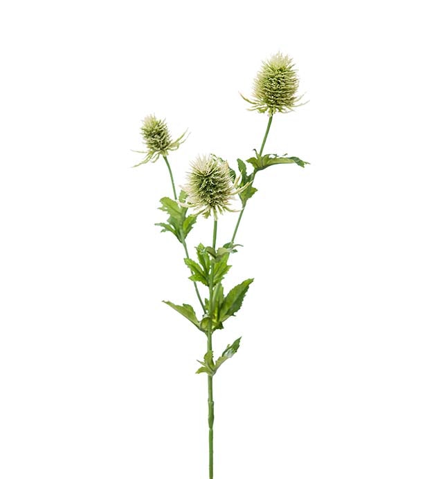Tistel 60cm