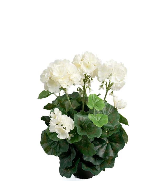 Pelargon Vit 35cm