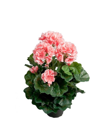 Pelargon Rosa 35cm