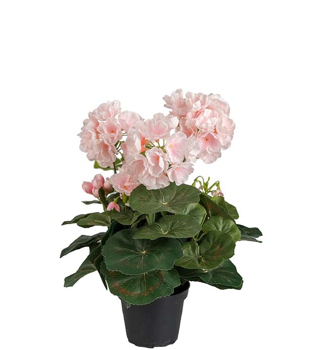 Pelargon Ljusrosa 35cm