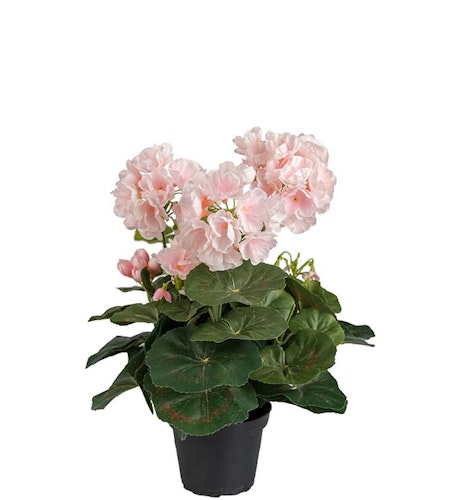 Pelargon Ljusrosa 35cm