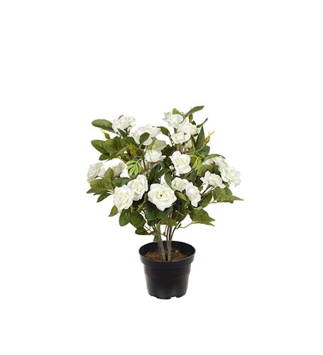 Ros Vit 30cm