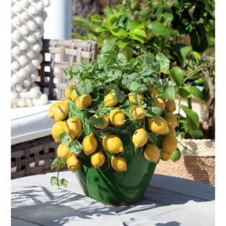 Citron Urna 36cm