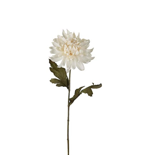Chrysanthemum Vit