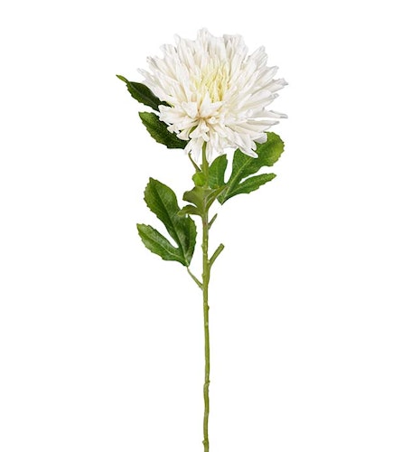 Vit Chrysanthemum