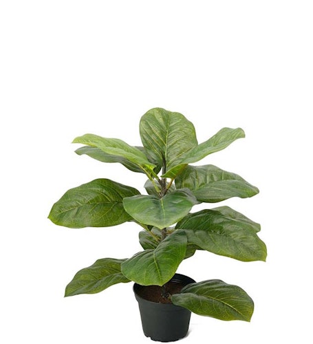 Fiolfikus 40cm