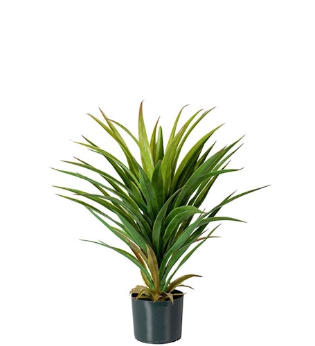 Yucca Palm 70cm