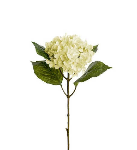 Vit Hortensia 40cm