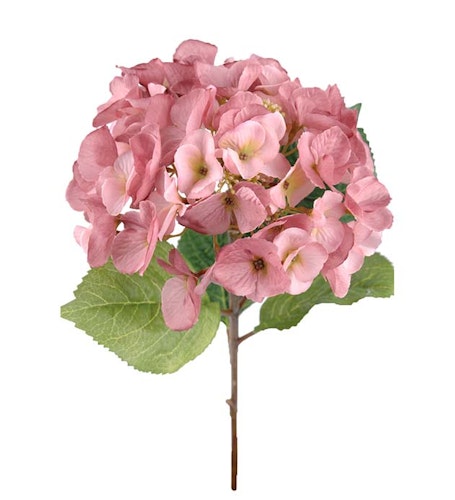 Rosa Hortensia 45cm