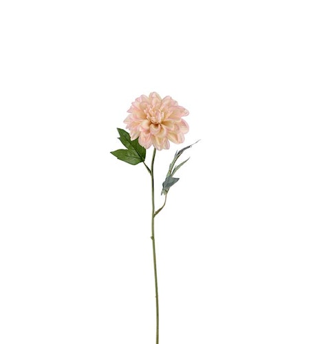Zinnia Rosa 45cm