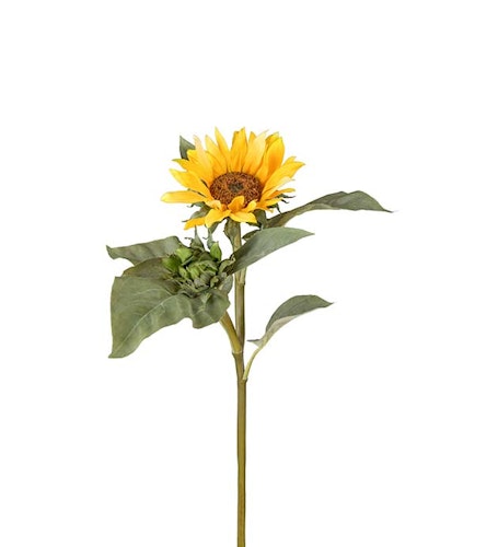 Solros 70cm