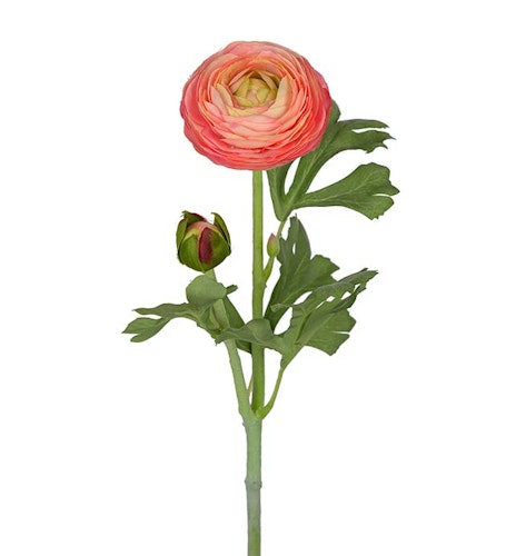 Rosa Ranuncel 50cm