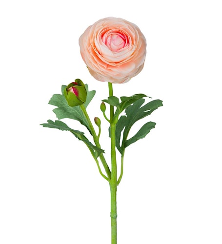 Aprikos Ranuncel 50cm