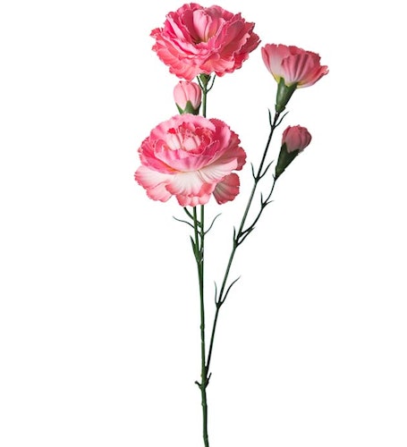 Nejlika Rosa 65cm