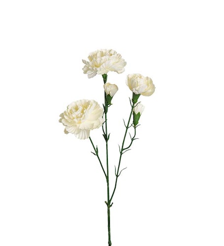 Nejlika Vit 65cm