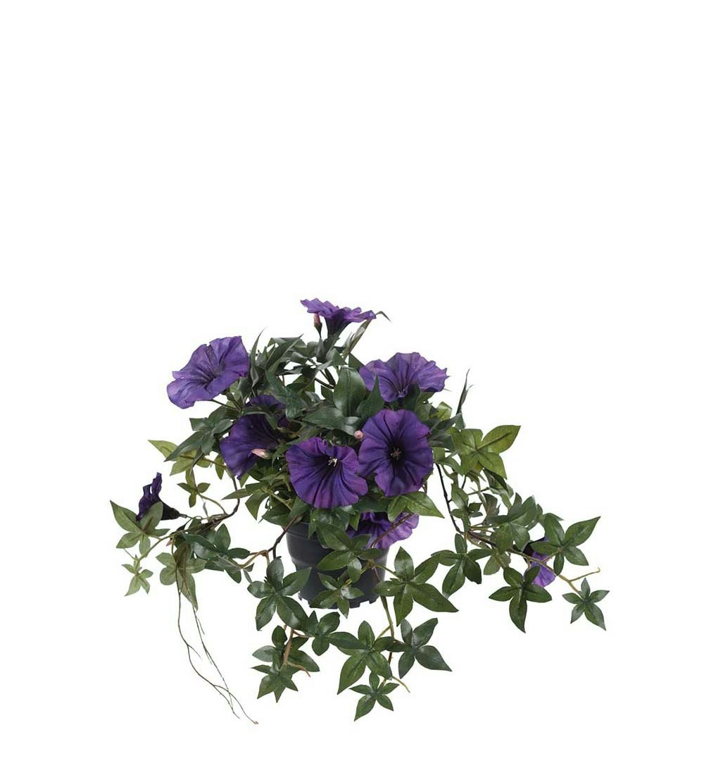 Lila blomma för dagen