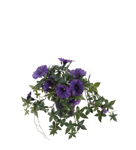 Lila blomma för dagen
