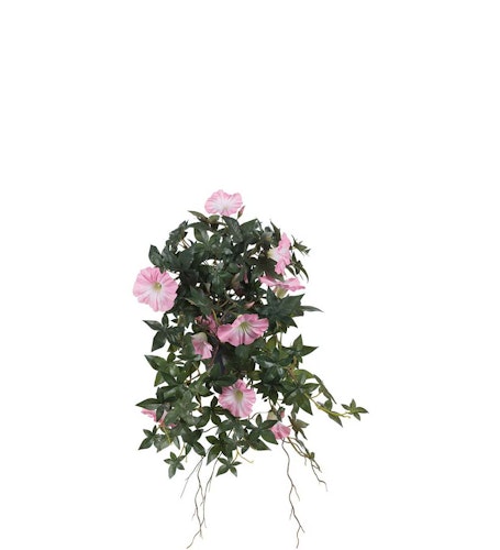 Rosa blomma för dagen