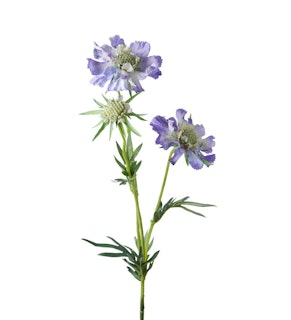 Scabiosa 70cm