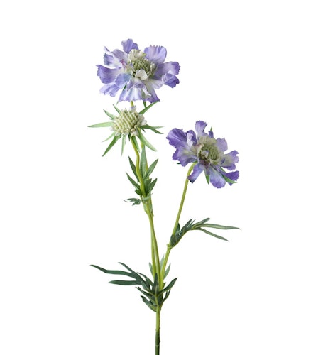 Scabiosa 70cm