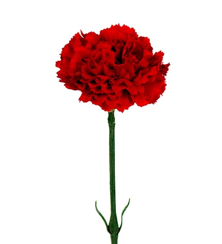 Nejlika 55cm