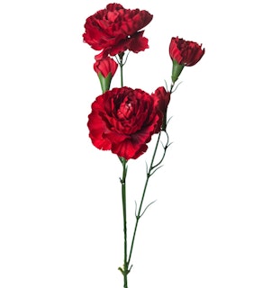Nejlika Röd 65cm