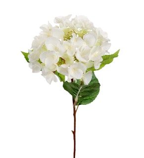 Vit Hortensia 45cm