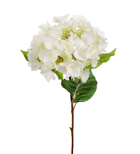 Vit Hortensia 45cm