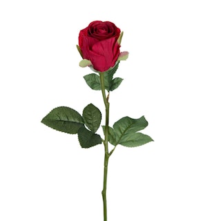 Röd Ros 50cm