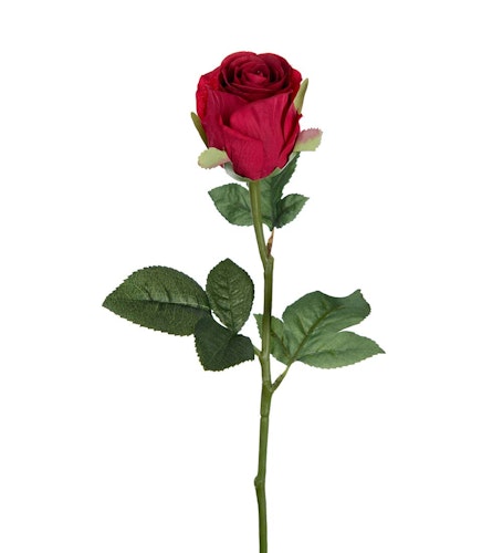 Röd Ros 50cm