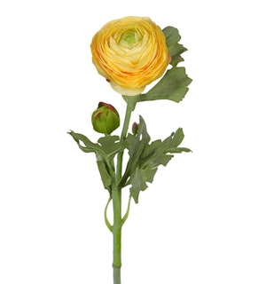 Ranuncel Gul 50cm