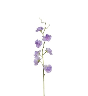 Lila Luktärt 55cm