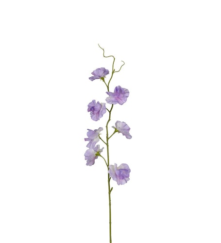 Lila Luktärt 55cm